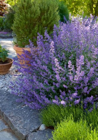 КОТОВНИК ( НЕПЕТА) Фассена Six Hills Giant